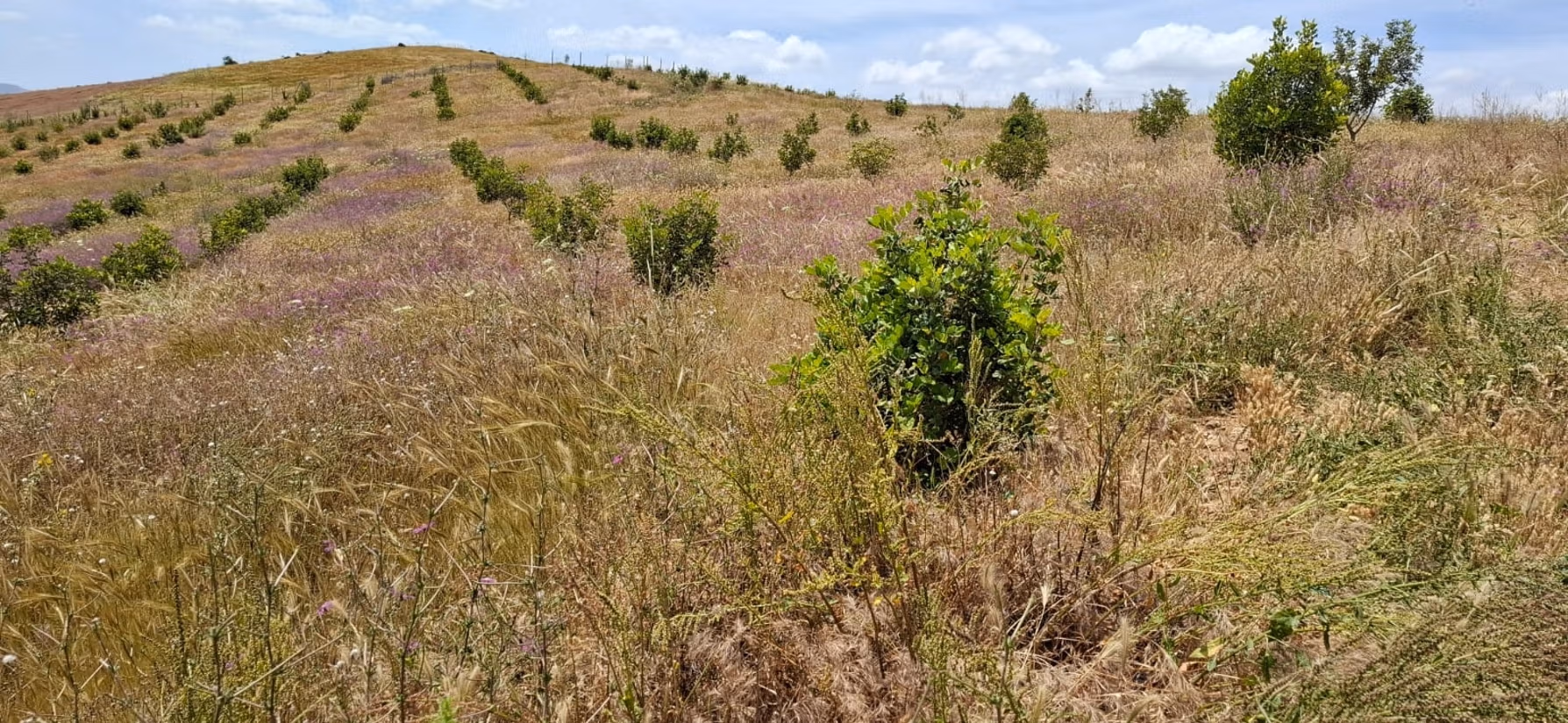 Fattoria agricola a Tiddas