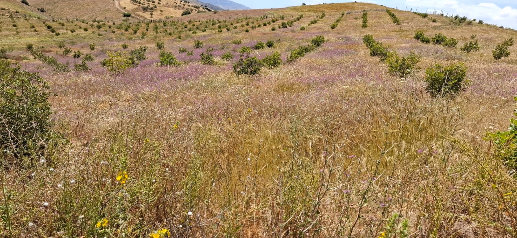 Fattoria agricola a Tiddas