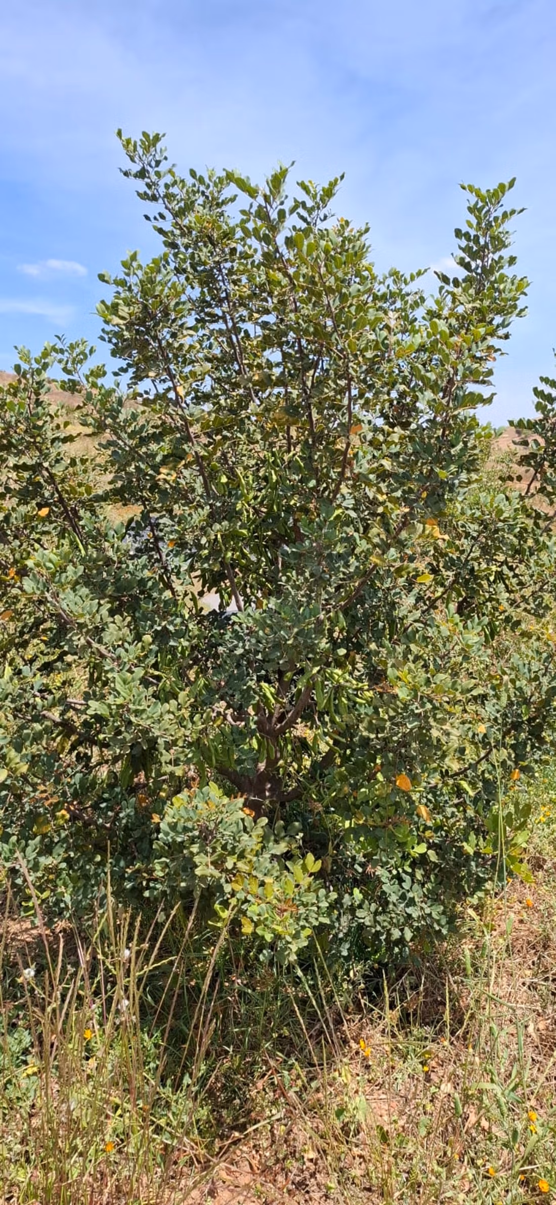 Fattoria agricola a Tiddas
