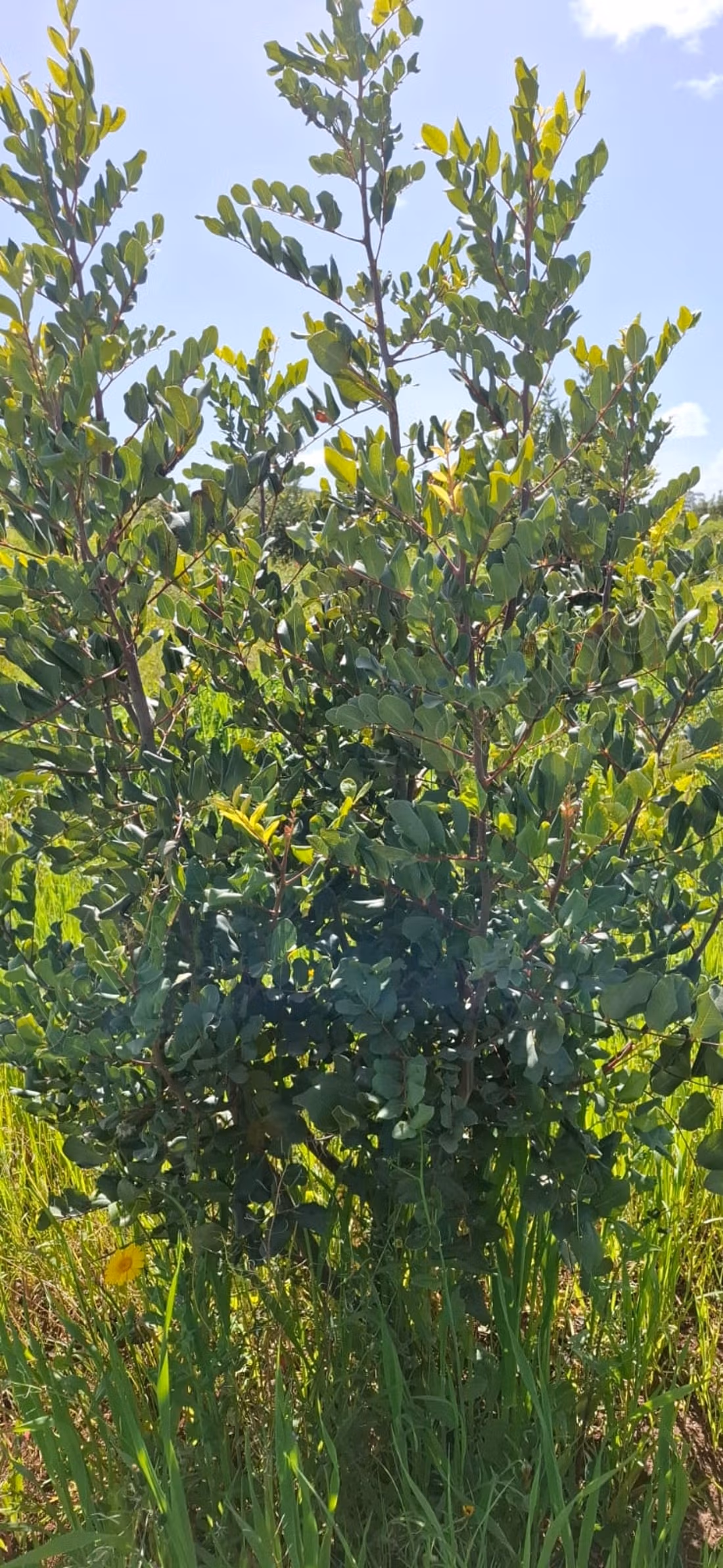 Fattoria agricola a Tiddas