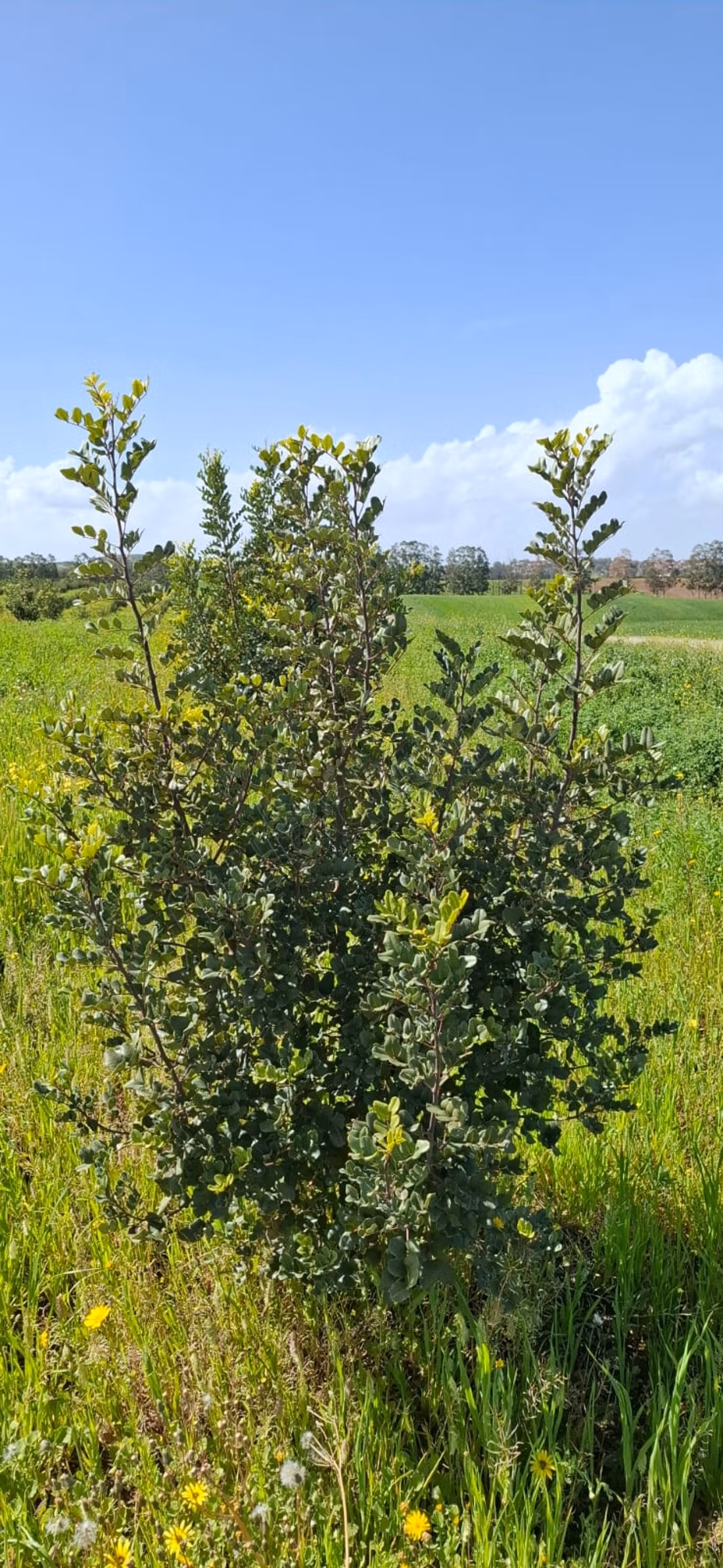 Fattoria agricola a Tiddas