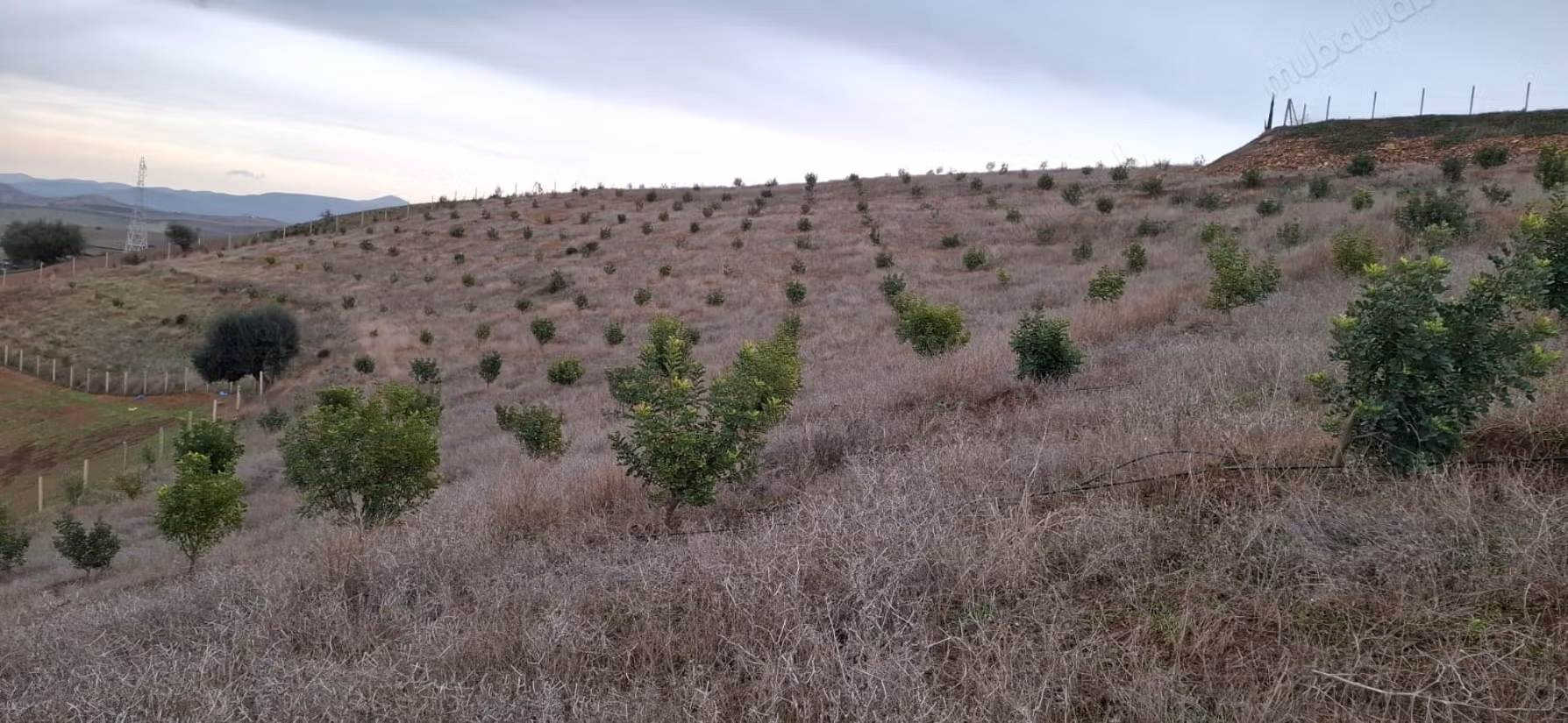 Fattoria agricola a Tiddas