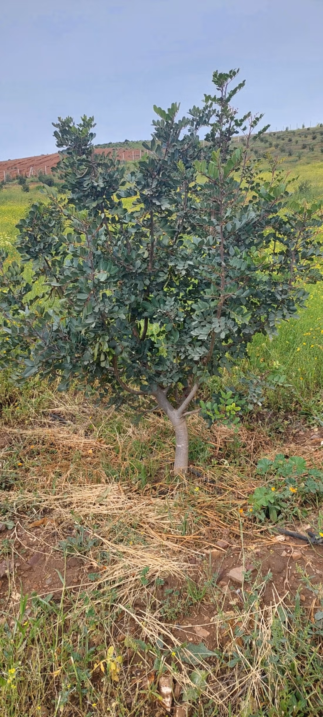 Fattoria agricola a Tiddas