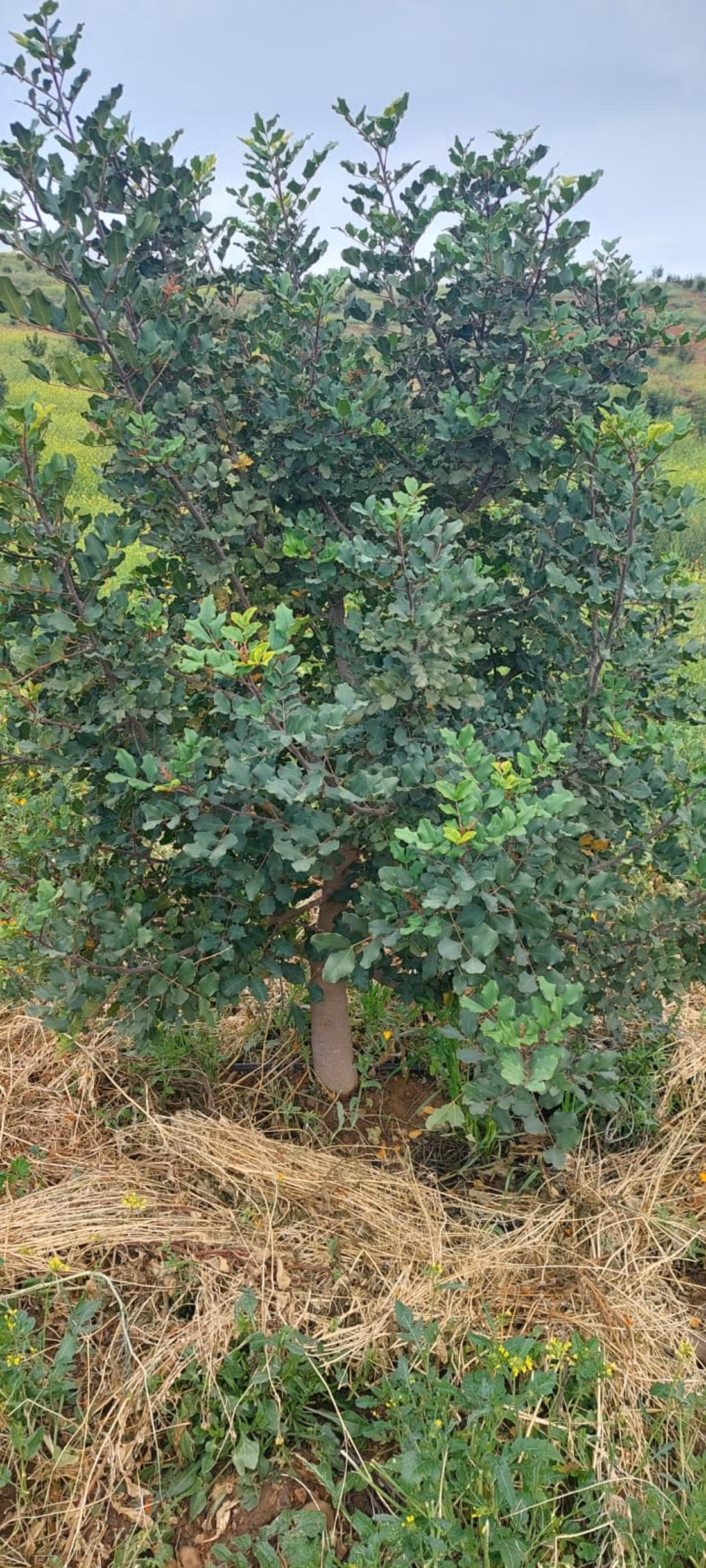 Fattoria agricola a Tiddas