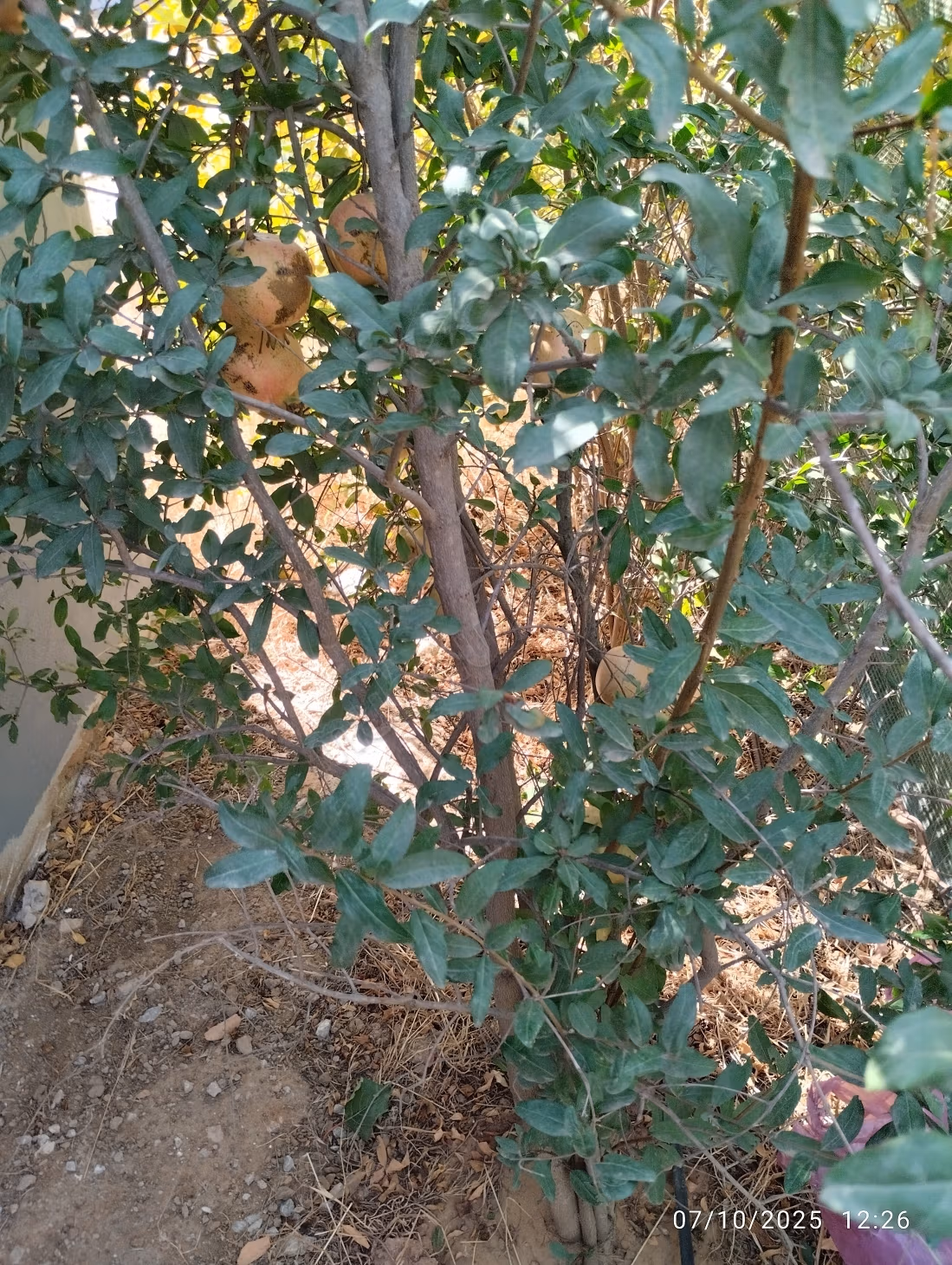 Pequeña granja en el hajjama