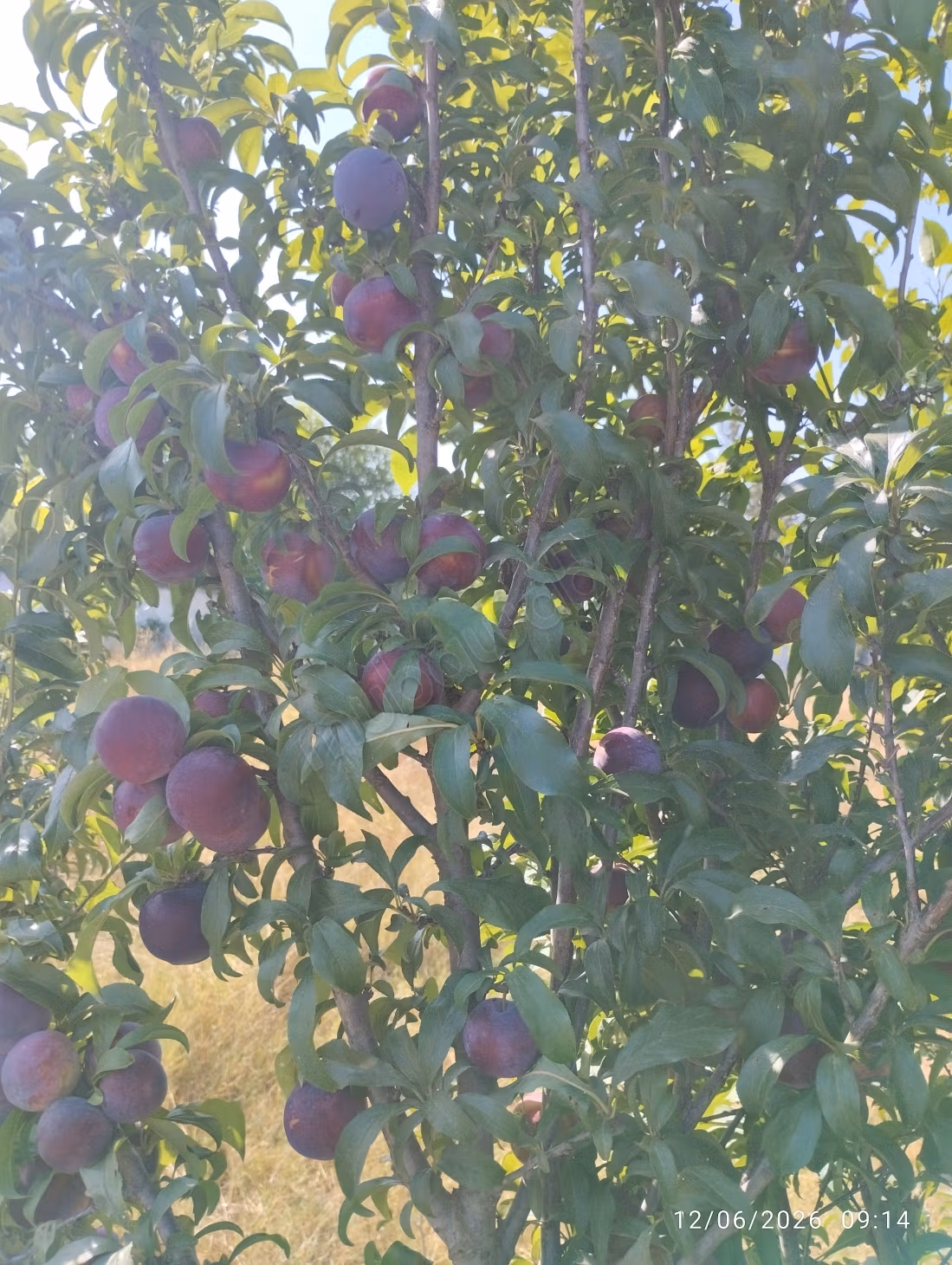 Pequeña granja en el hajjama