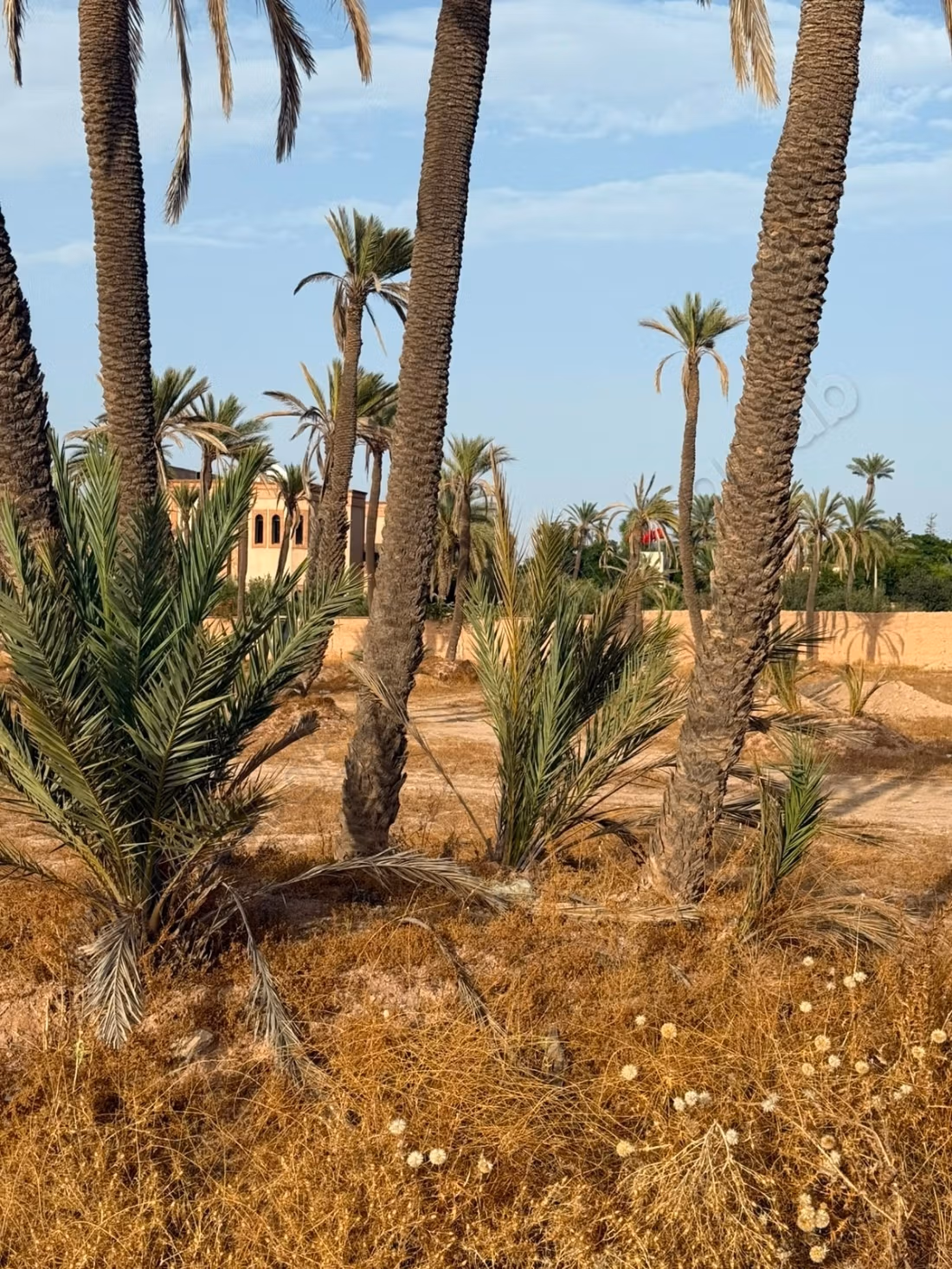 En venta - excepcional terreno de 1,5 hectáreas en la palmeraie de Marrakech