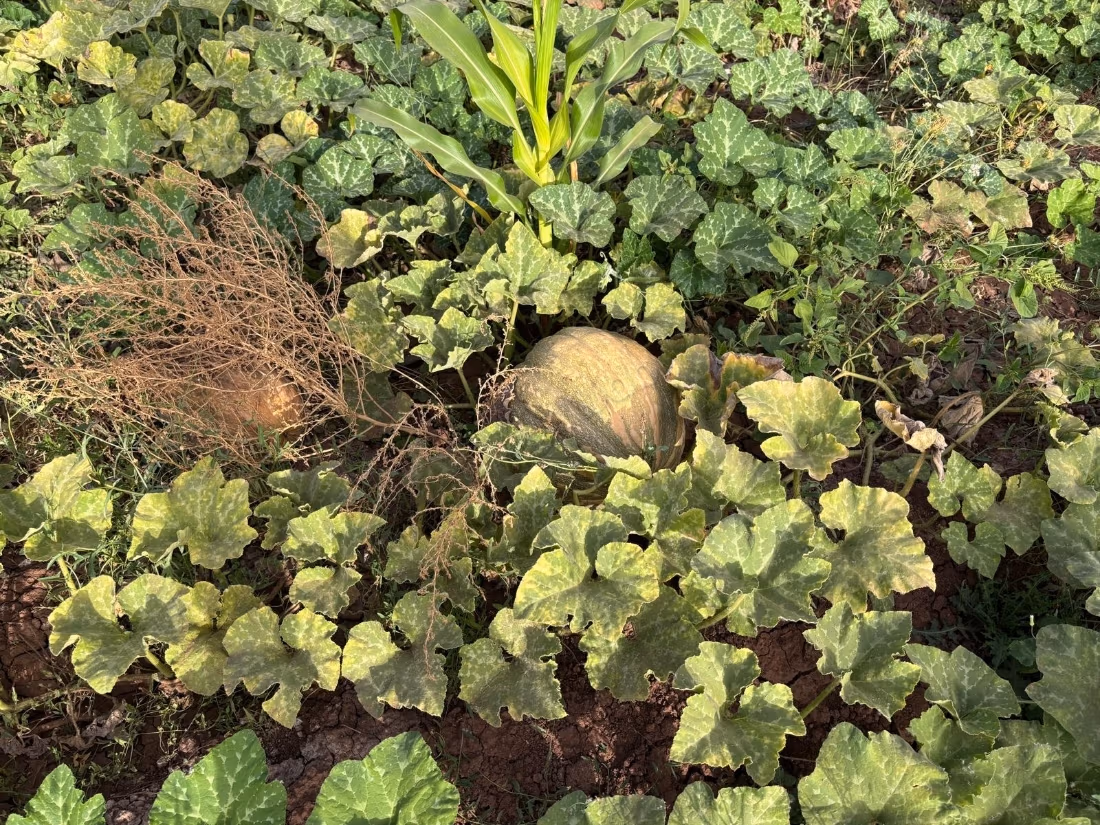 Titled agricultural land of 2.7 hectares
