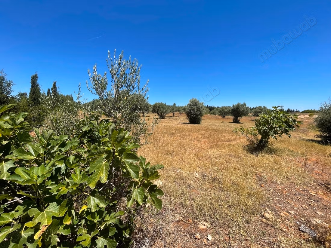 Terrain 3812m2 à vendre à somaa nature & calme