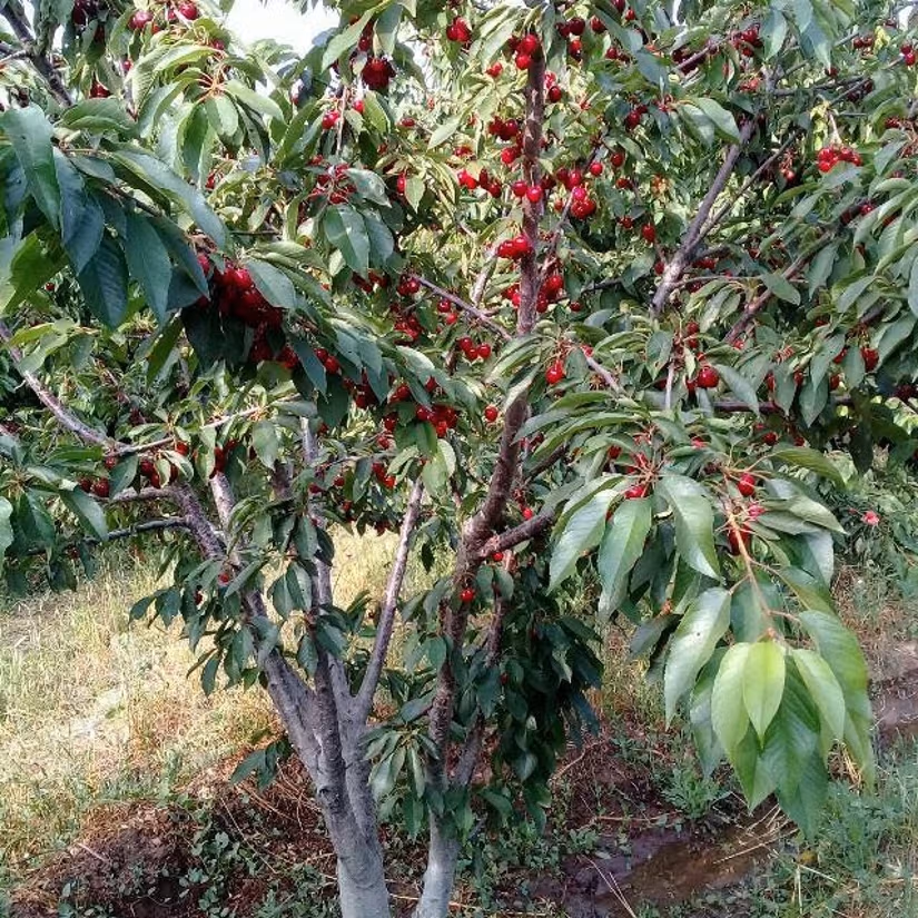 Cherry Tree Farm
