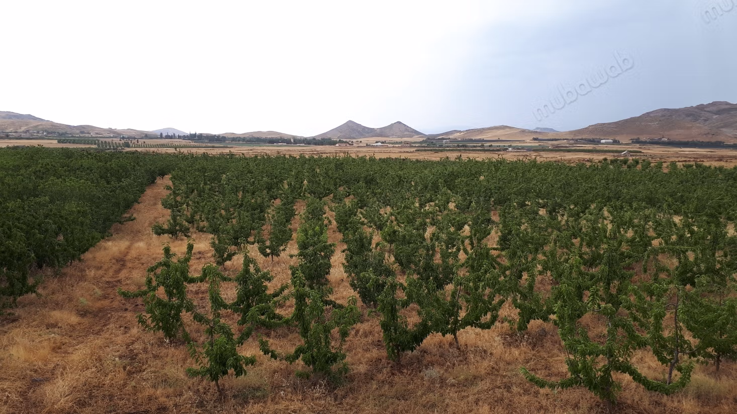 Cherry Tree Farm