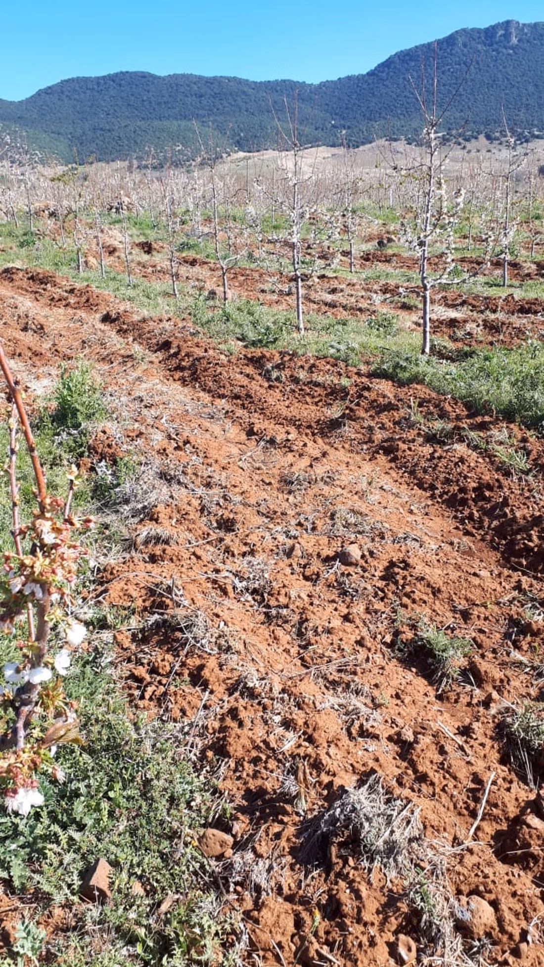 Cherry Tree Farm