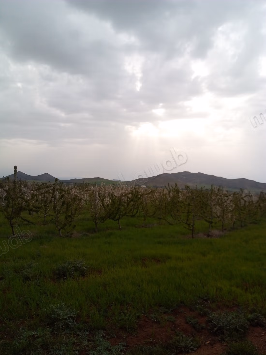 Cherry Tree Farm