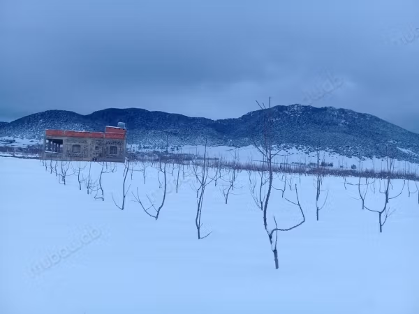 Granja de Árbol de Cereza