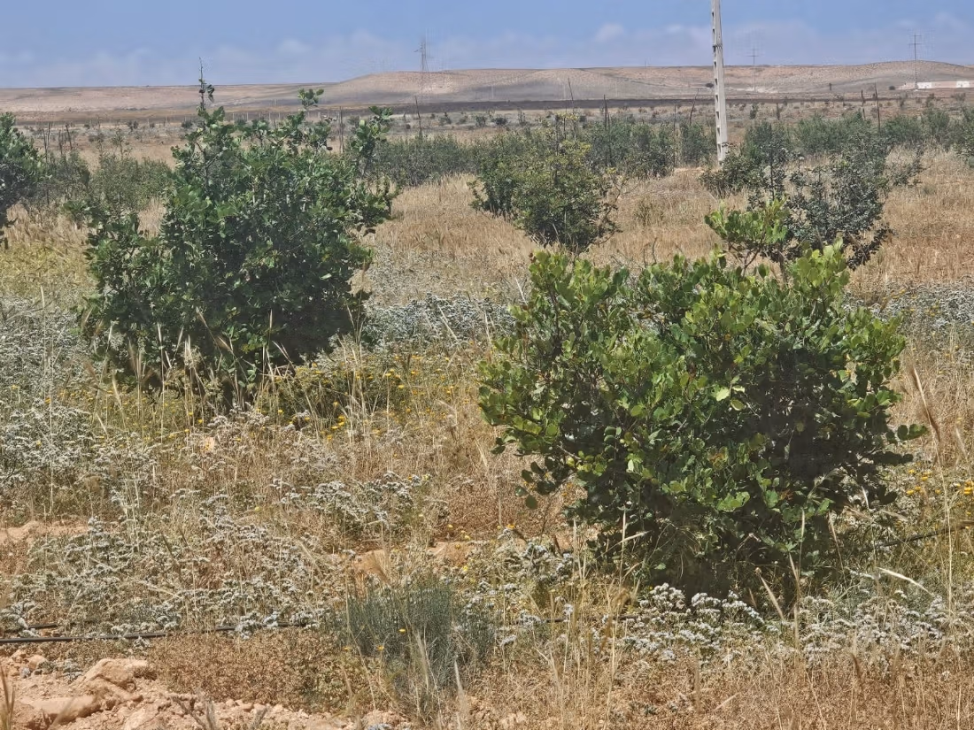 Eccezionale opportunità agricola nel cuore del Sou