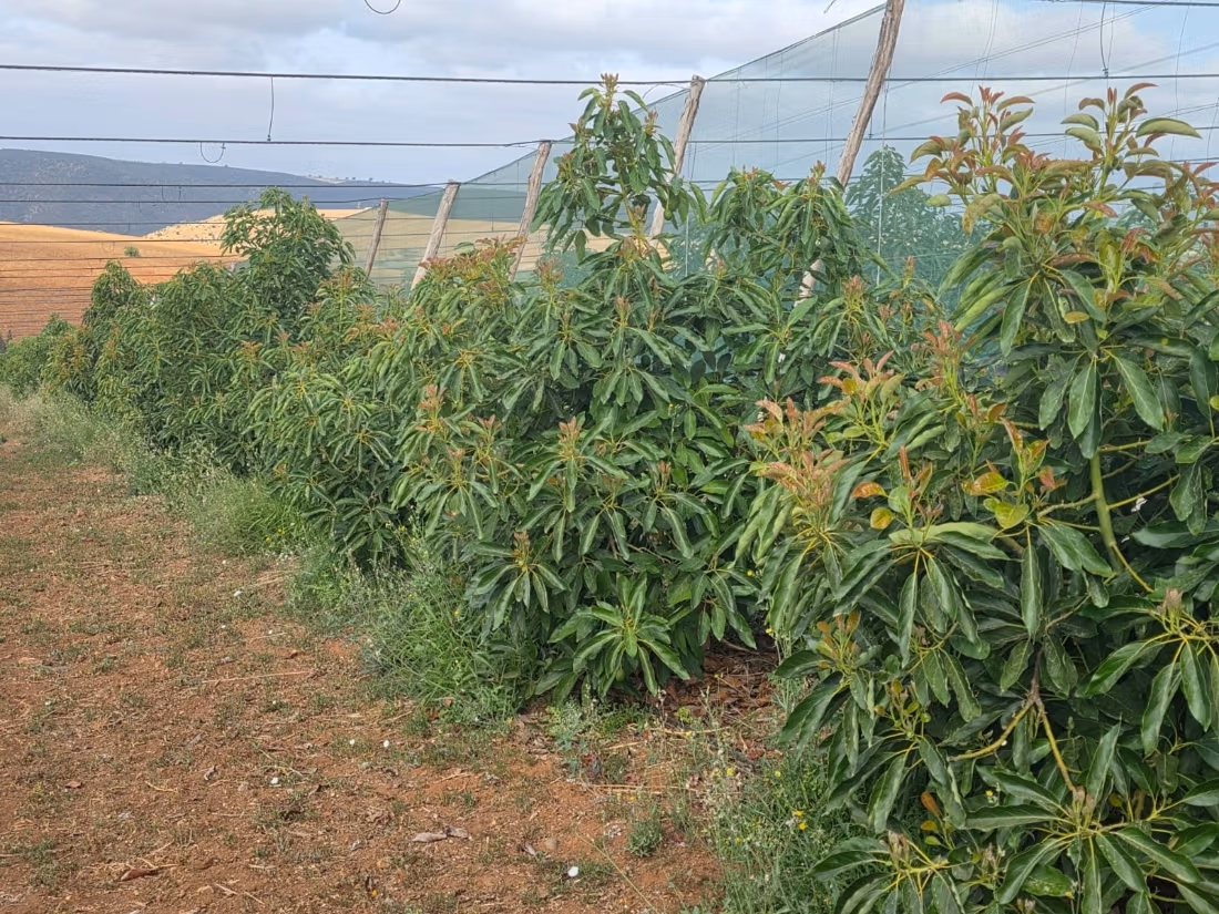 Granja agrícola integrada para la producción de aguacate