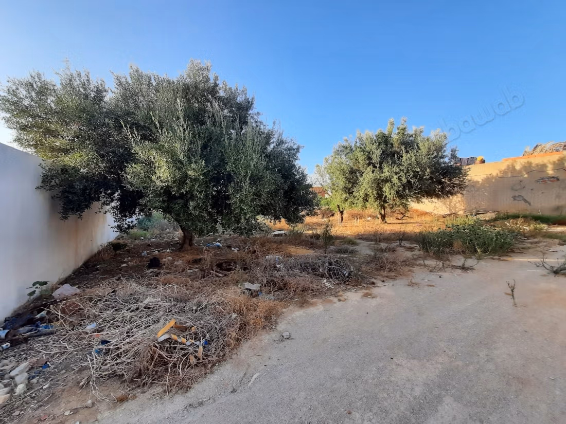 Terrain 714m3 à sidi hammed 14 km de yessmine hama