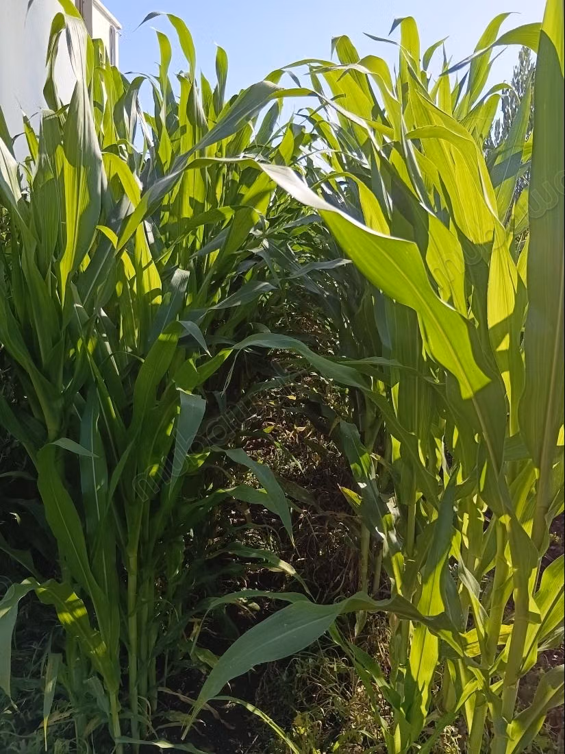 Farm for sale in Oulad Hamdane. Area of 19405 m². Secured residence