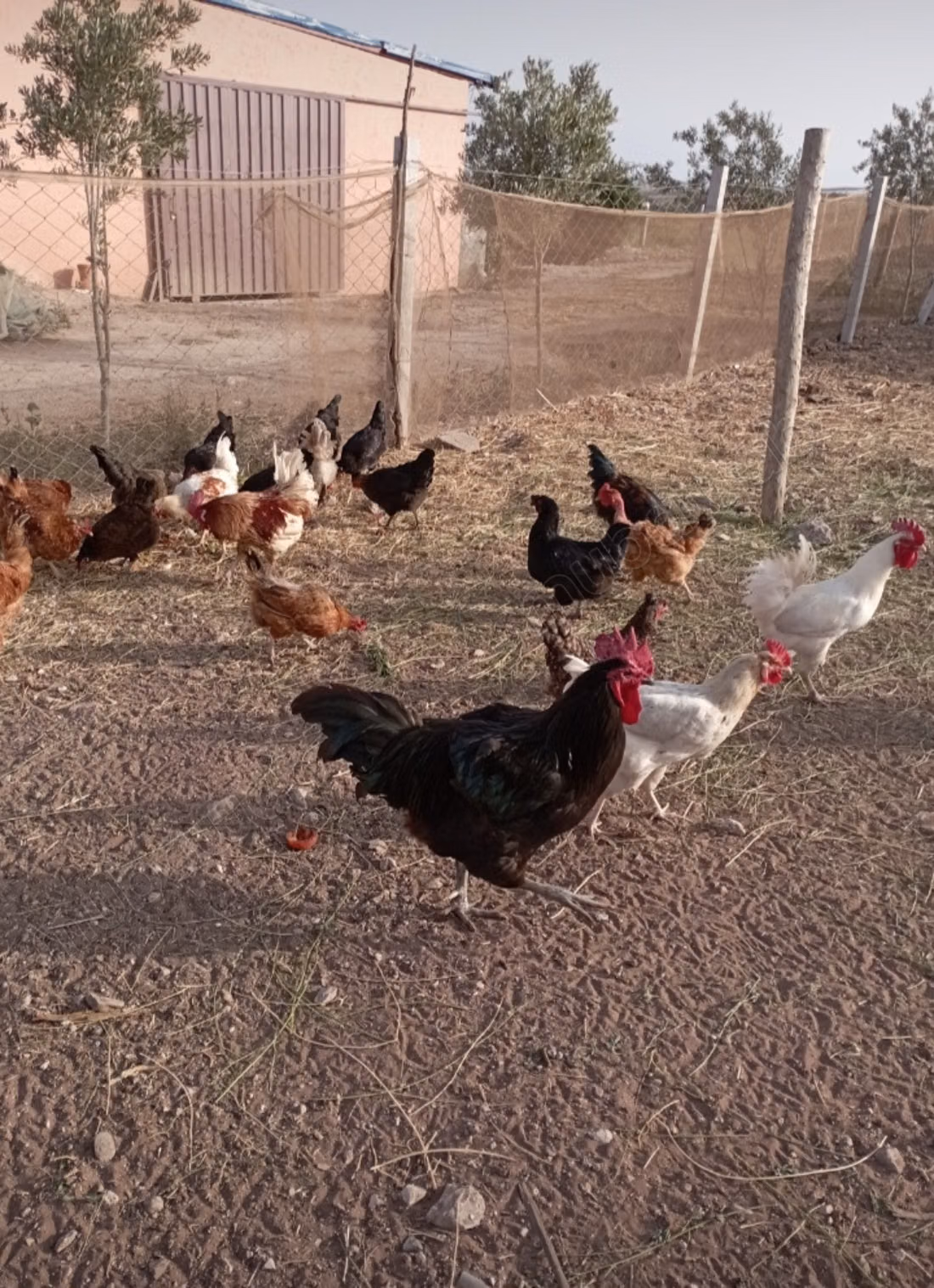 Farm for sale in Oulad Hamdane. Area of 19405 m². Secured residence