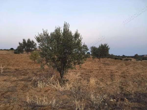Terrain oliviers à vendre 
latrache– hammamet