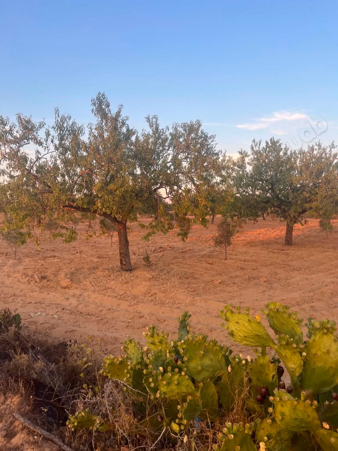 Agricultural land of 6,643 m² located in the El Badarna area, Sfax