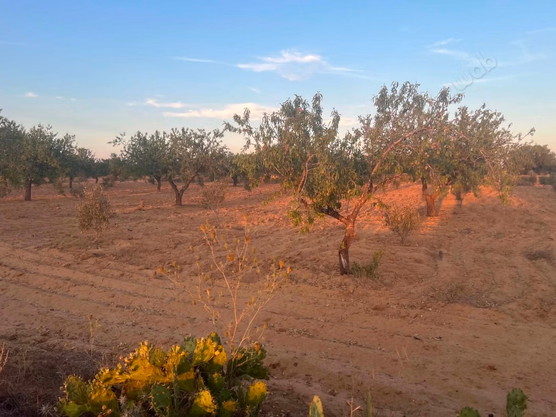 Agricultural land of 6,643 m² located in the El Badarna area, Sfax