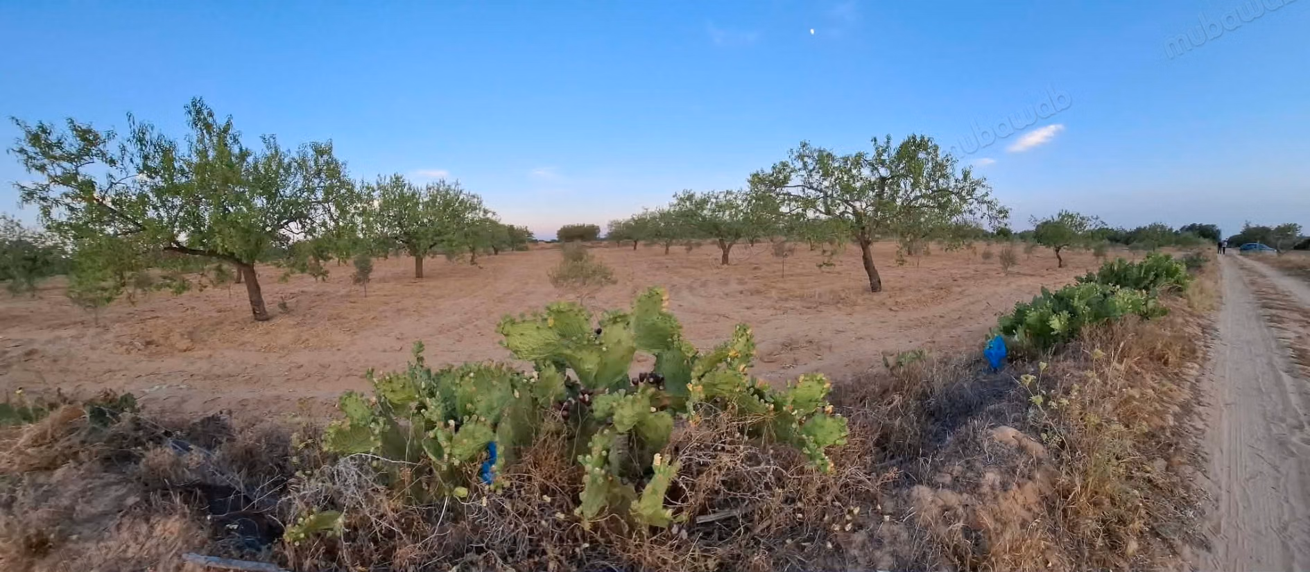 Agricultural land of 6,643 m² located in the El Badarna area, Sfax