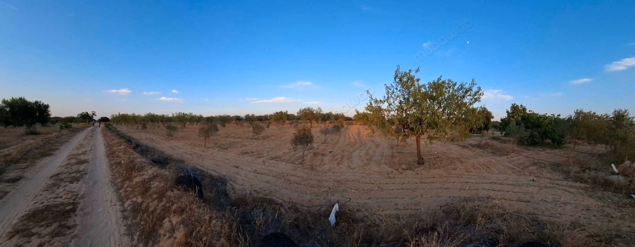 Agricultural land of 6,643 m² located in the El Badarna area, Sfax