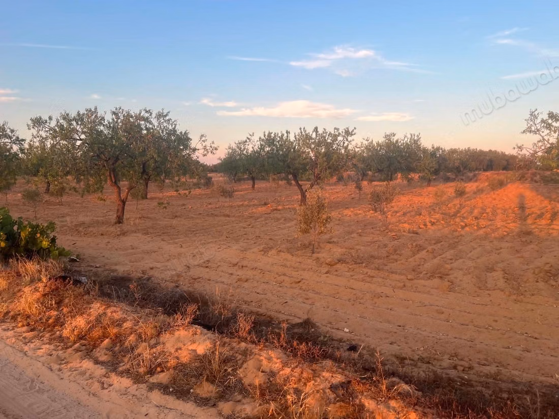 Agricultural land of 6,643 m² located in the El Badarna area, Sfax