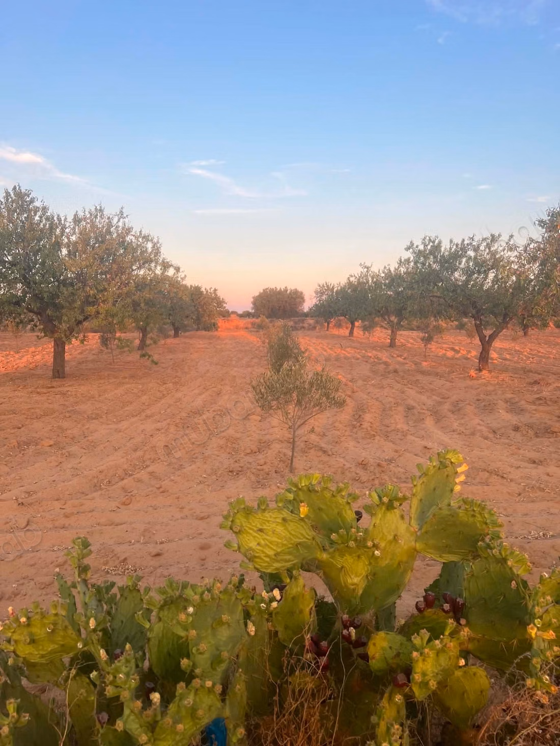 Agricultural land of 6,643 m² located in the El Badarna area, Sfax