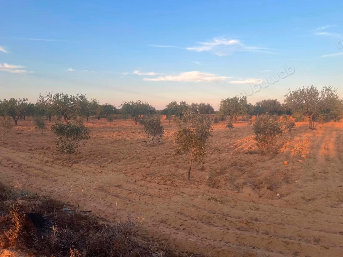 Agricultural land of 6,643 m² located in the El Badarna area, Sfax