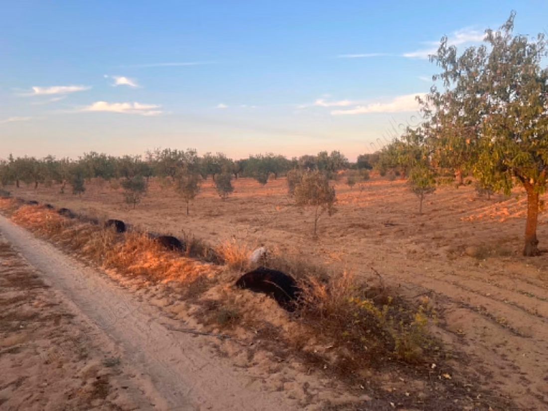 Agricultural land of 6,643 m² located in the El Badarna area, Sfax