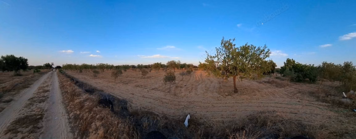 Agricultural land of 6,643 m² located in the El Badarna area, Sfax