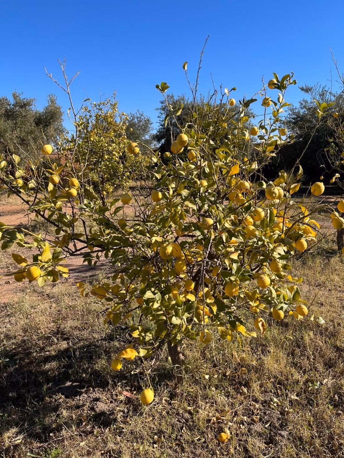 Groot perceel van 2,4 hectare met olijfgaard