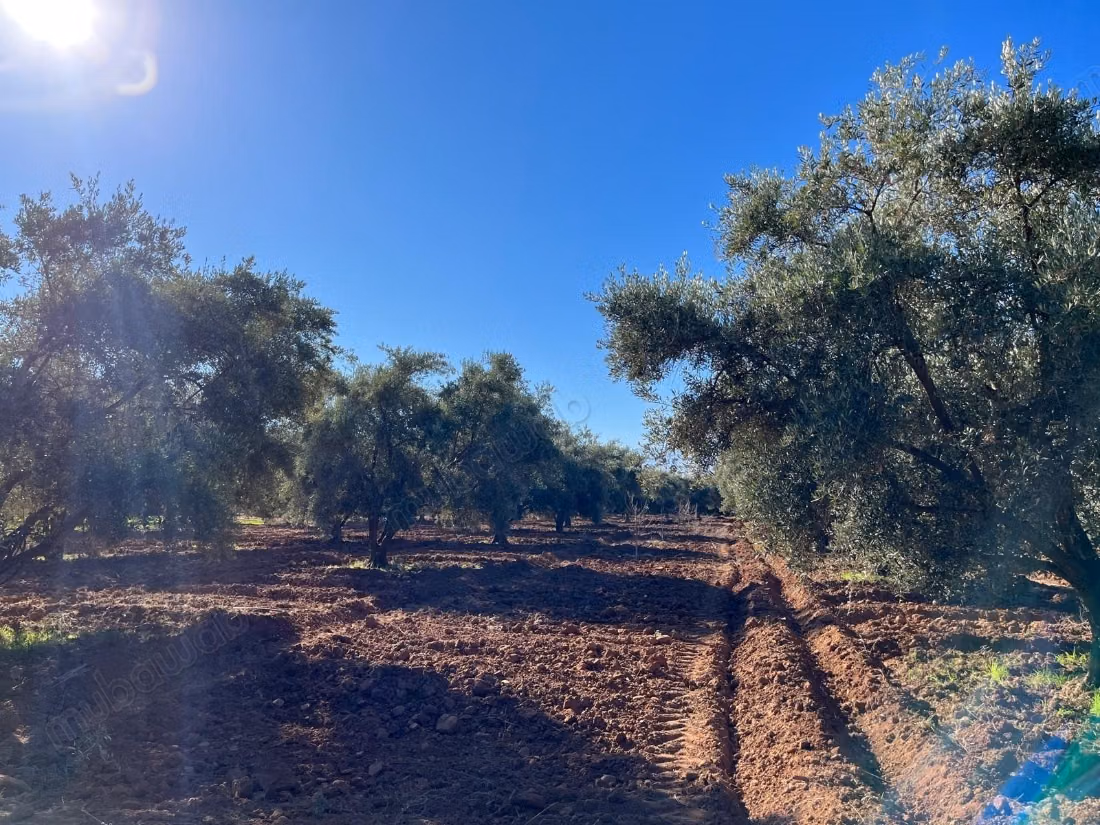 Groot perceel van 2,4 hectare met olijfgaard