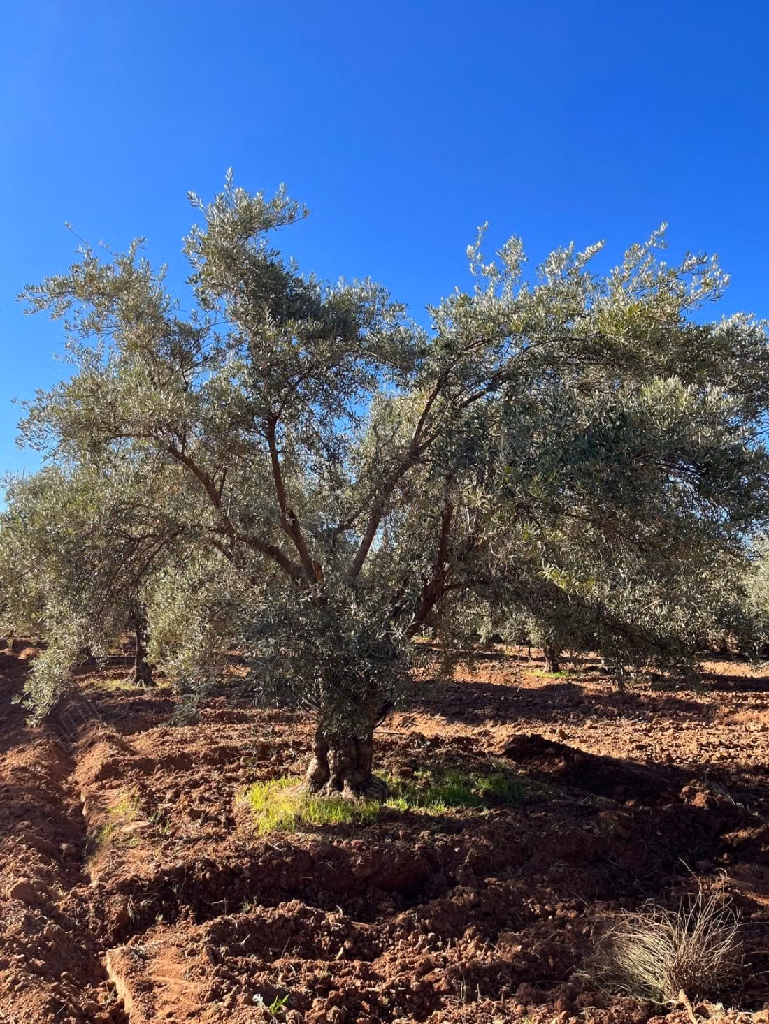Groot perceel van 2,4 hectare met olijfgaard