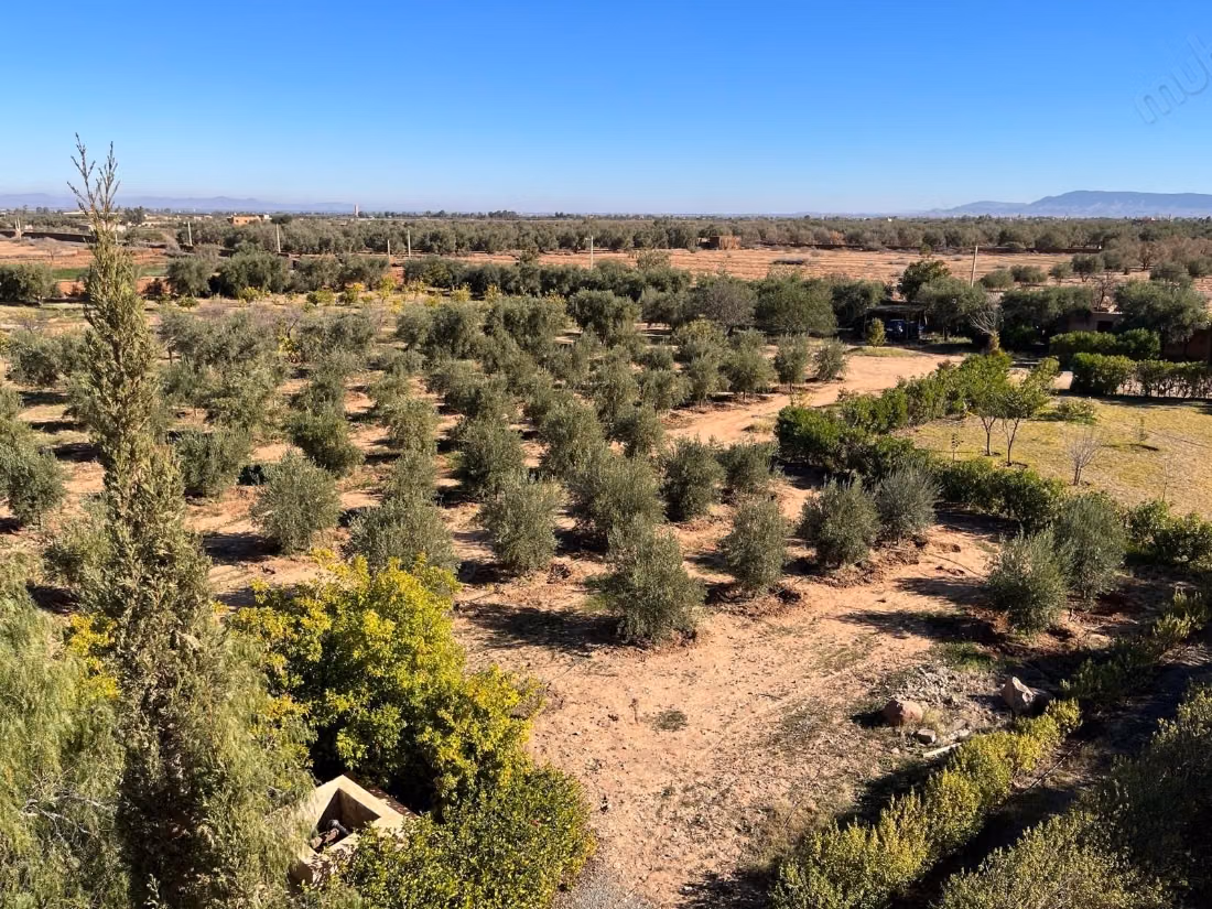 Groot perceel van 2,4 hectare met olijfgaard