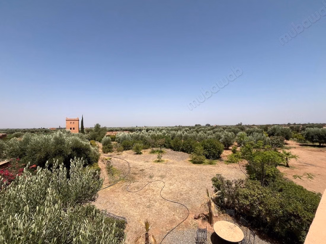 Groot perceel van 2,4 hectare met olijfgaard