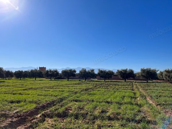 Groot perceel van 2,4 hectare met olijfgaard