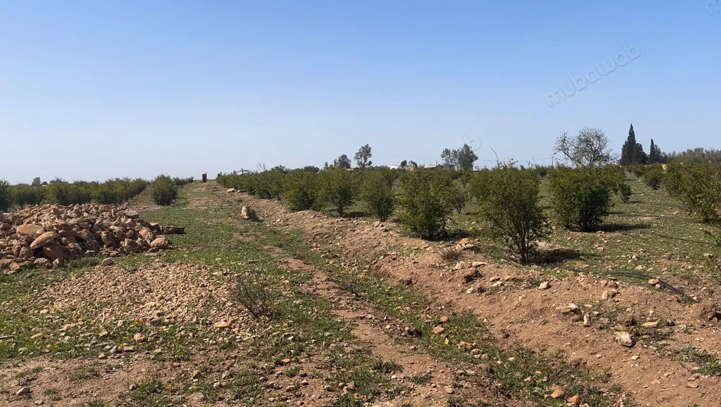 Location terrain agricole 6Ha BEN MAACHOU