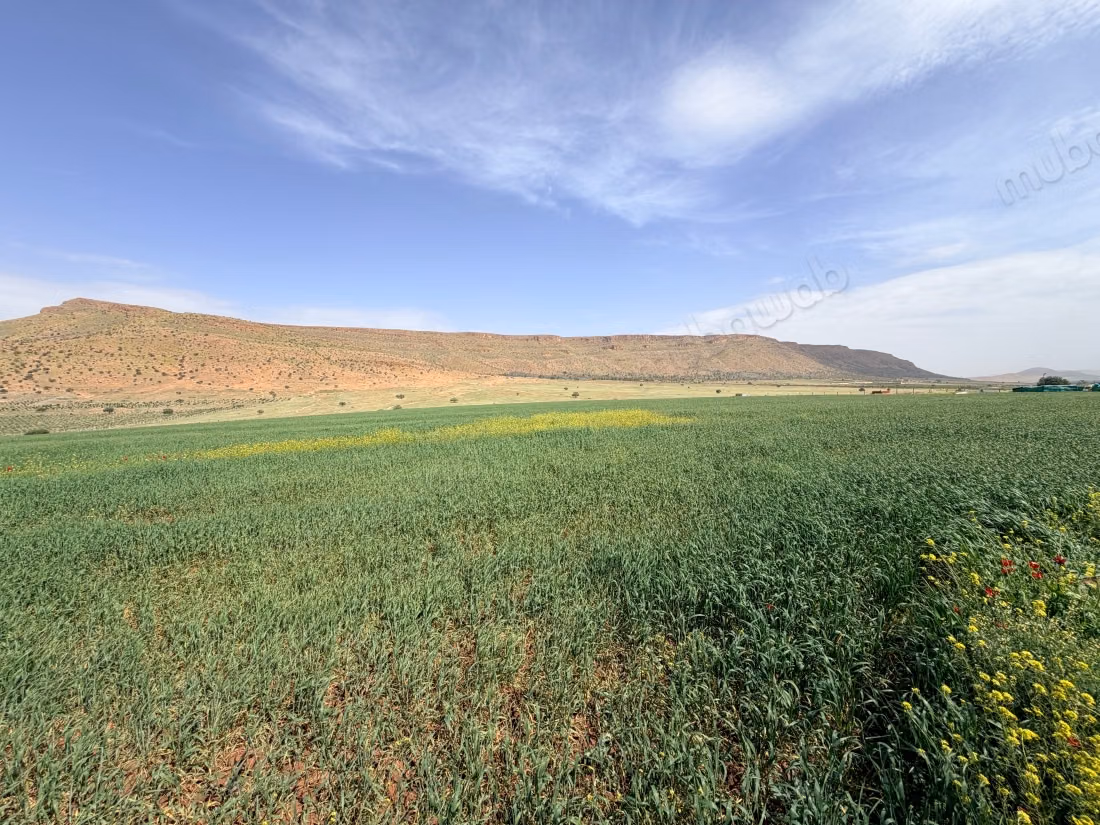 Una fattoria in vendita a Boubhar, a 16 km da Oujda verso awint Serak, una fattoria con recinzione, un pozzo con acqua abbondante, stalle costruite con bambù.