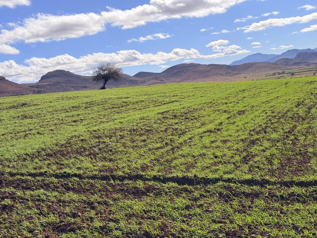 Una fattoria in vendita a Boubhar, a 16 km da Oujda verso awint Serak, una fattoria con recinzione, un pozzo con acqua abbondante, stalle costruite con bambù.