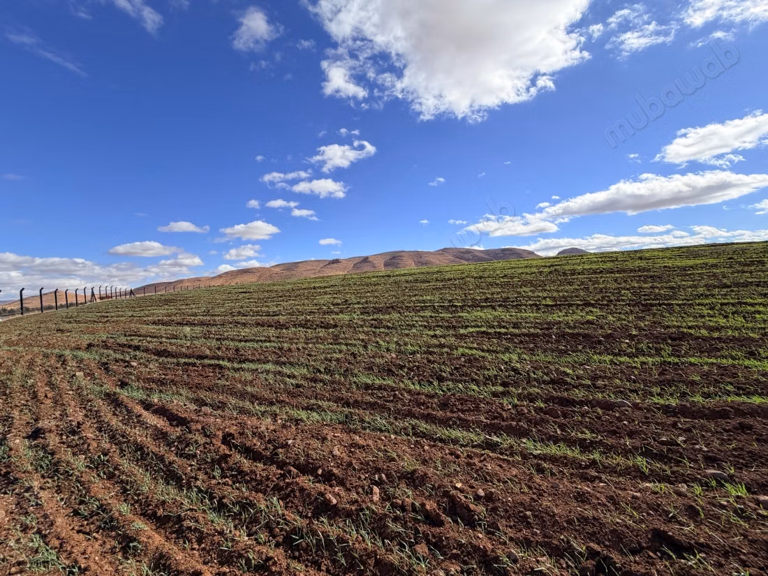 Una fattoria in vendita a Boubhar, a 16 km da Oujda verso awint Serak, una fattoria con recinzione, un pozzo con acqua abbondante, stalle costruite con bambù.