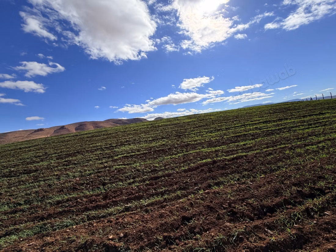 Una fattoria in vendita a Boubhar, a 16 km da Oujda verso awint Serak, una fattoria con recinzione, un pozzo con acqua abbondante, stalle costruite con bambù.
