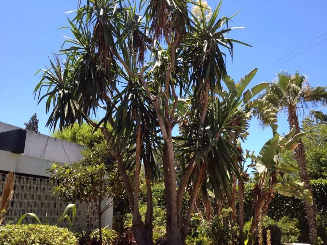 Villa de excepción a la venta – Souissi, Rabat