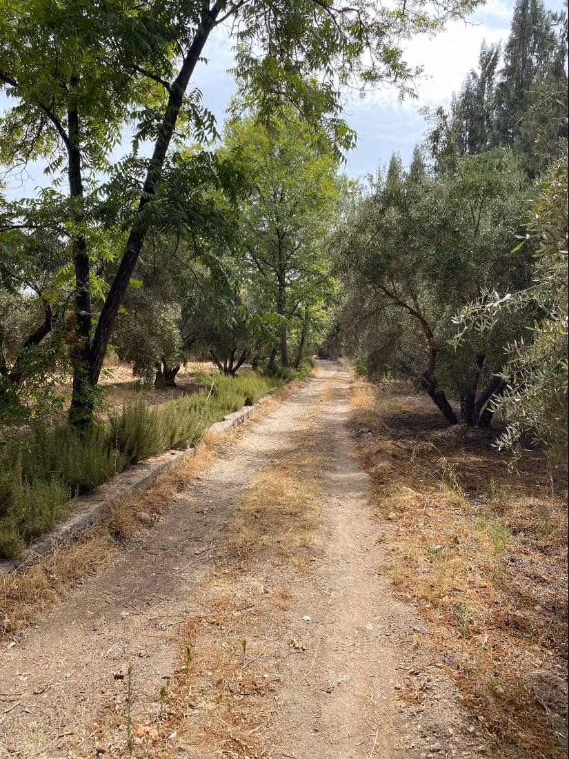 Trouvez votre ferme à acheter à Route Amizmiz.
Surface totale 58450 m²