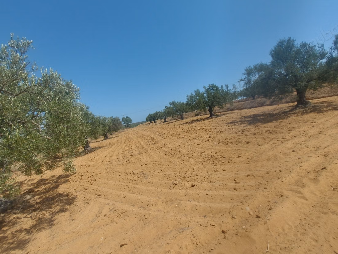 For sale - Agricultural land of 5951 m²