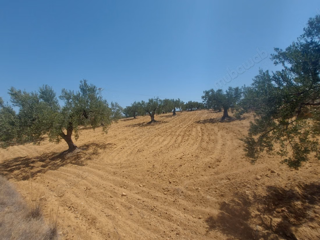 For sale - Agricultural land of 5951 m²