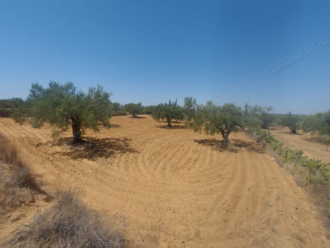 For sale - Agricultural land of 5951 m²