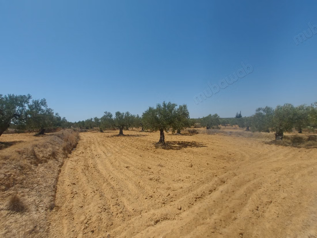 For sale - Agricultural land of 5951 m²